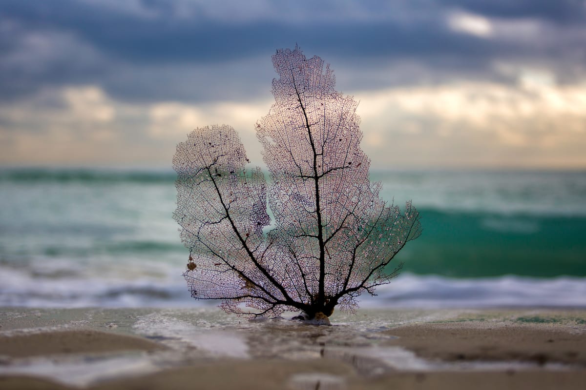 Sea Fan Coral by Matthew Landry 