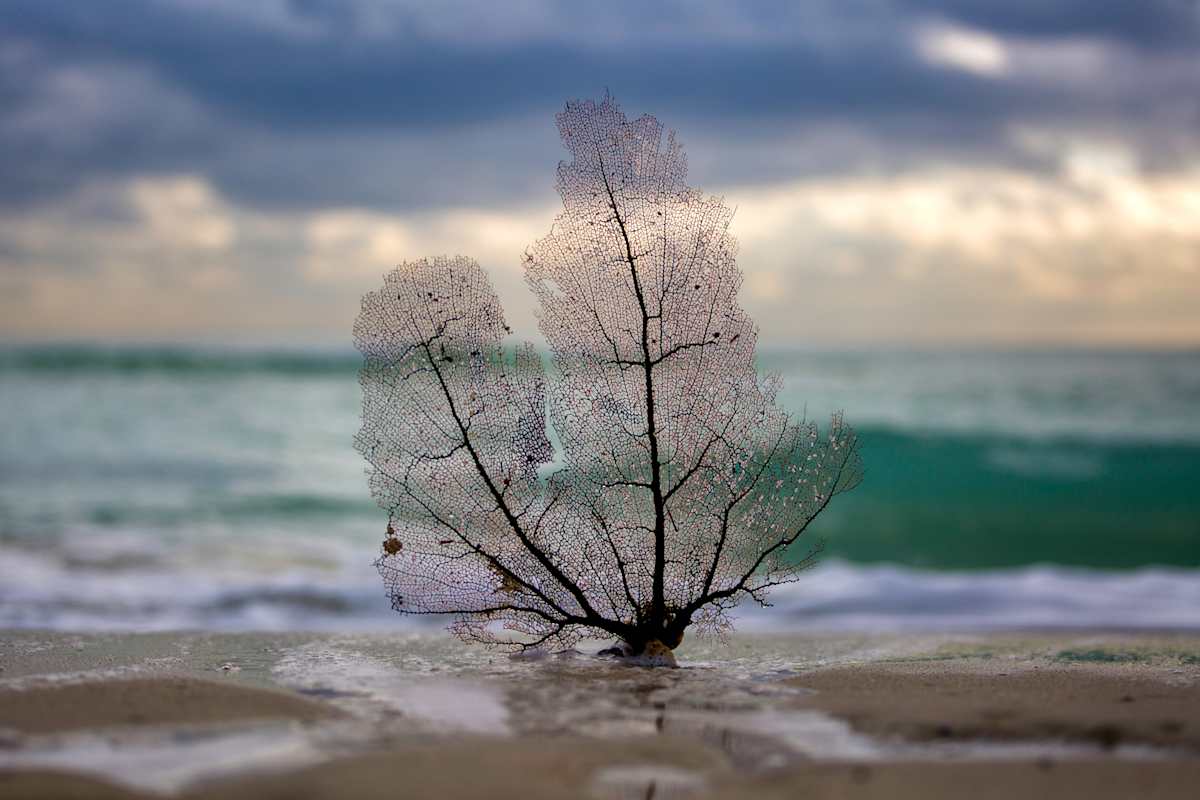 Sea Fan Coral by Matthew Landry, Image 1.