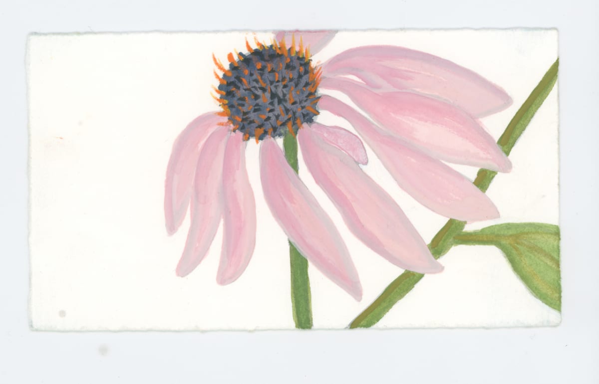 A Summer Echinacea, #1738, Image 1.