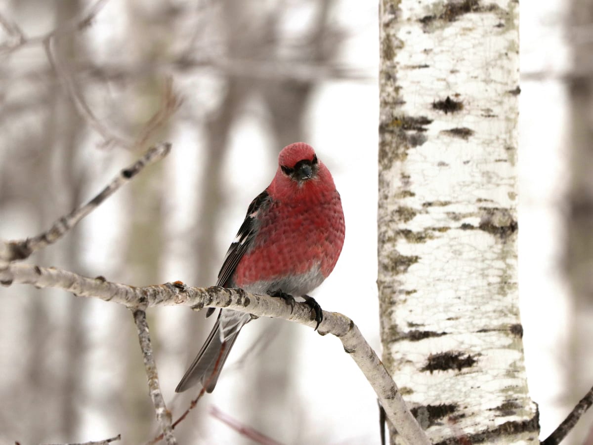 Winter Grosebeak at Sax-Zim Bog by Jodi Henricks 