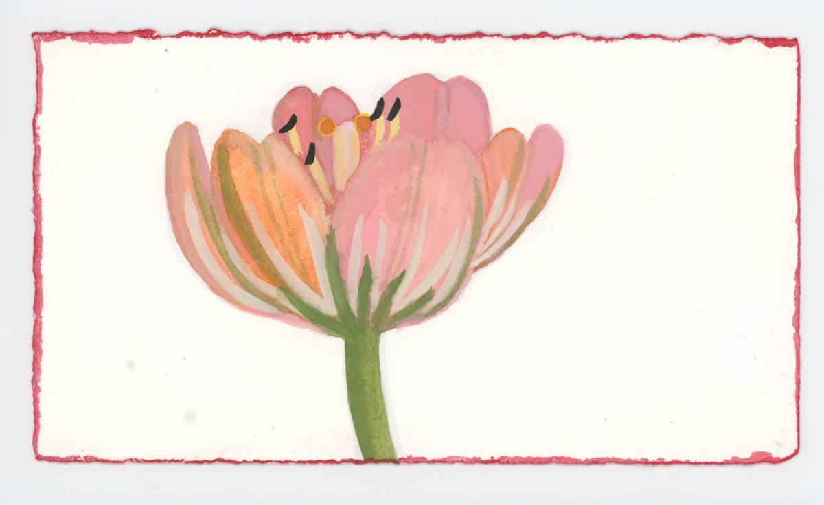 Tulip, #1634, Image 1.