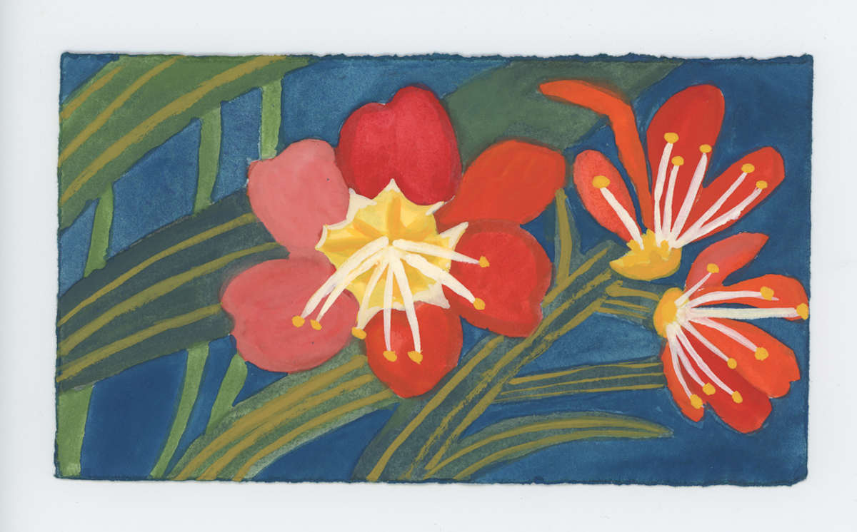 Clivia Blossoms, #1715, Image 1.