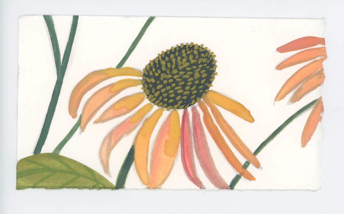 Echinacea, #1713, Image 1.