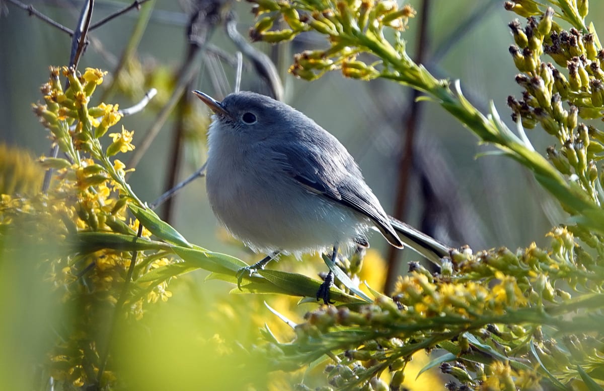 Blue Gray Gnatcatcher by Lihua Feng 