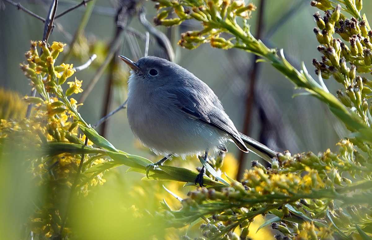 Blue Gray Gnatcatcher by Lihua Feng, Image 1.