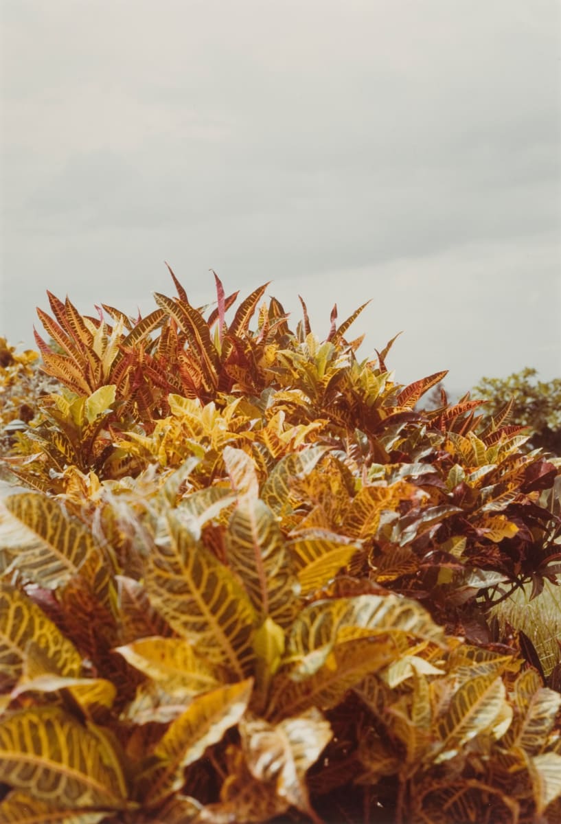 Untitled, from Jamaica Botanical Series by William Eggleston 