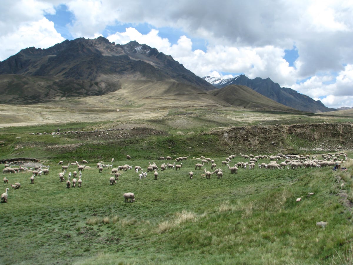 Andean Countryside by Arnold C. Paulino, MD 