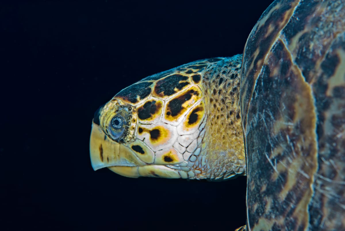 Turtle by Patrick Reardon, MD 