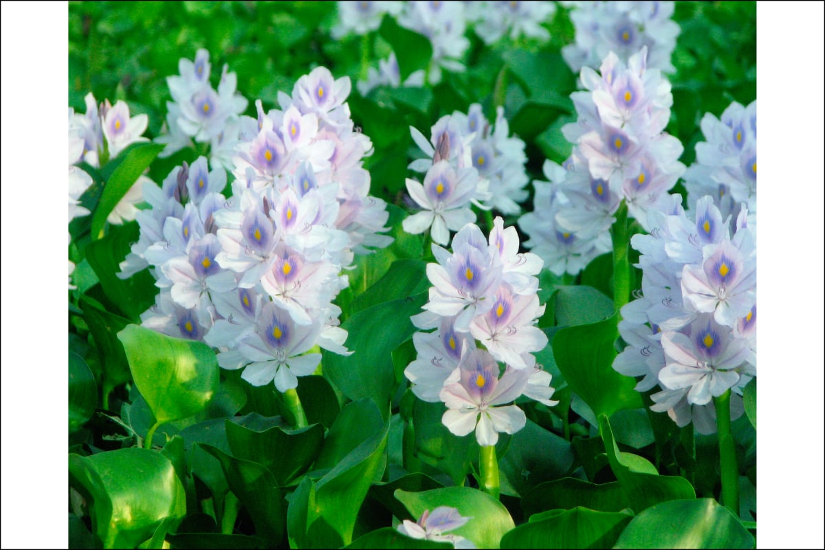 Water Hyacinth by Rasadul Kabir 