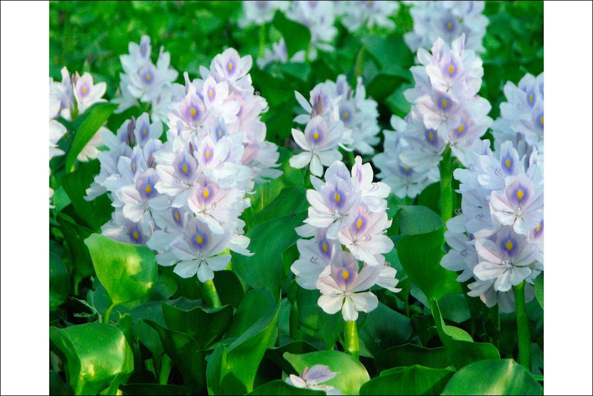 Water Hyacinth by Rasadul Kabir, Image 1.