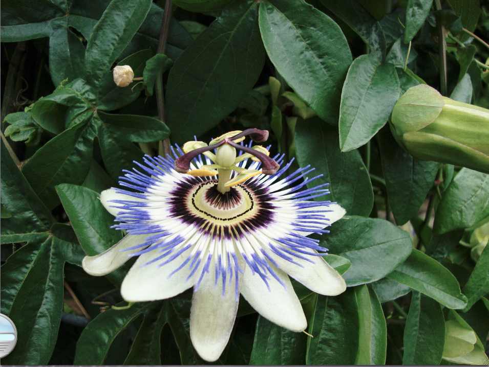 A Unique & Exotic Flower by Gerturdes S. Canlas, Image 1.