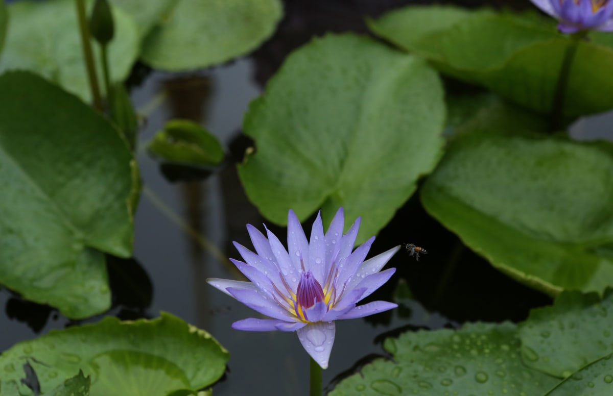 Purple Flower by Ping S. Chu, MD 