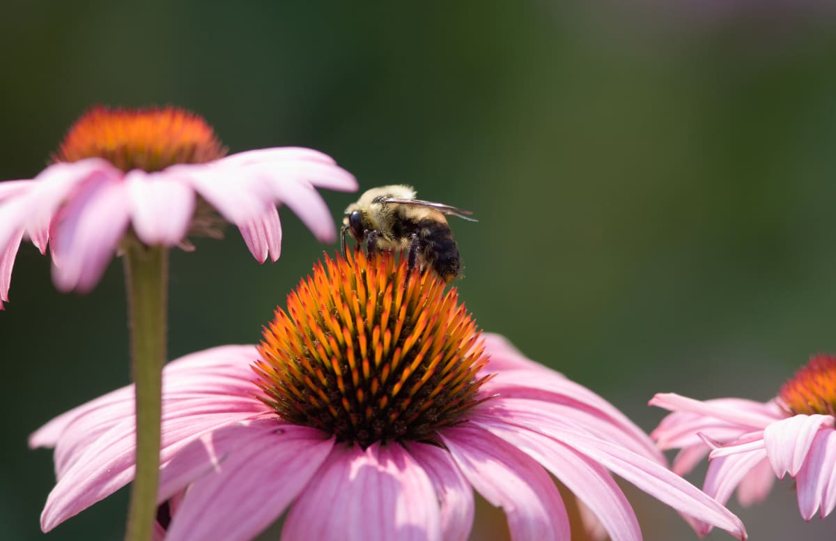 Bumblebee by Todd W. Trask, MD 