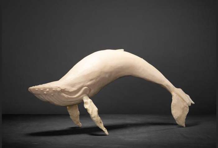 Ballena resina by Alfredo Cota, Image 1.
