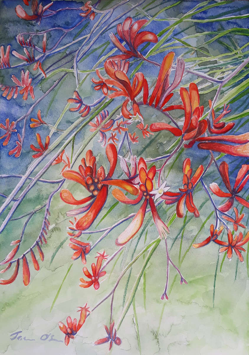 Red Kangaroo Paw by Jasmine O'Shea 