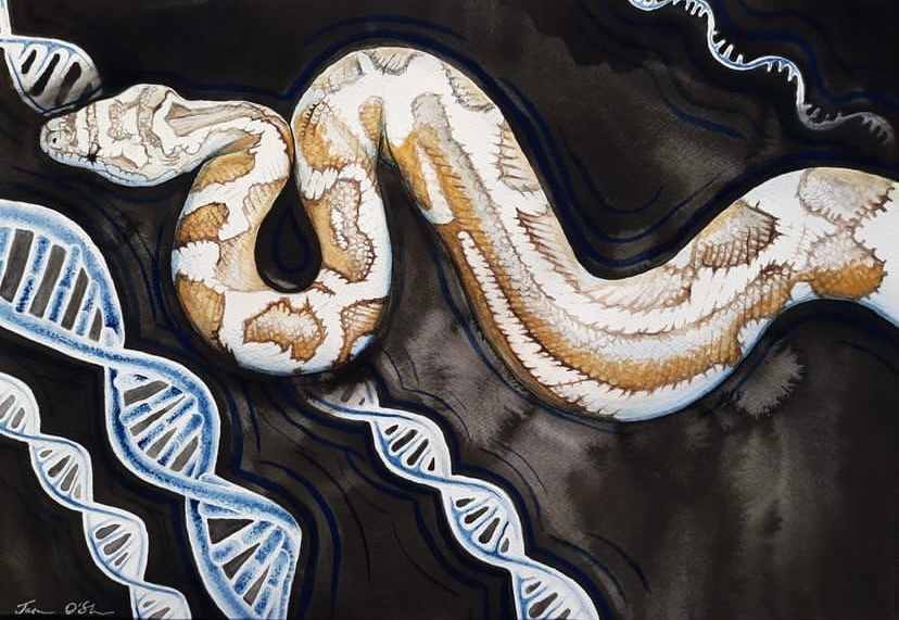 Evolution by Jasmine O'Shea 