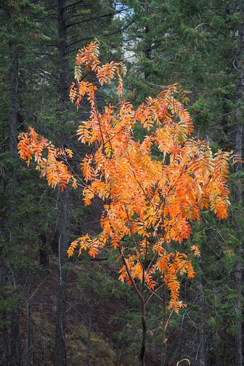 Our Mountain Ash in autumn by Carol Gordon, Image 1.