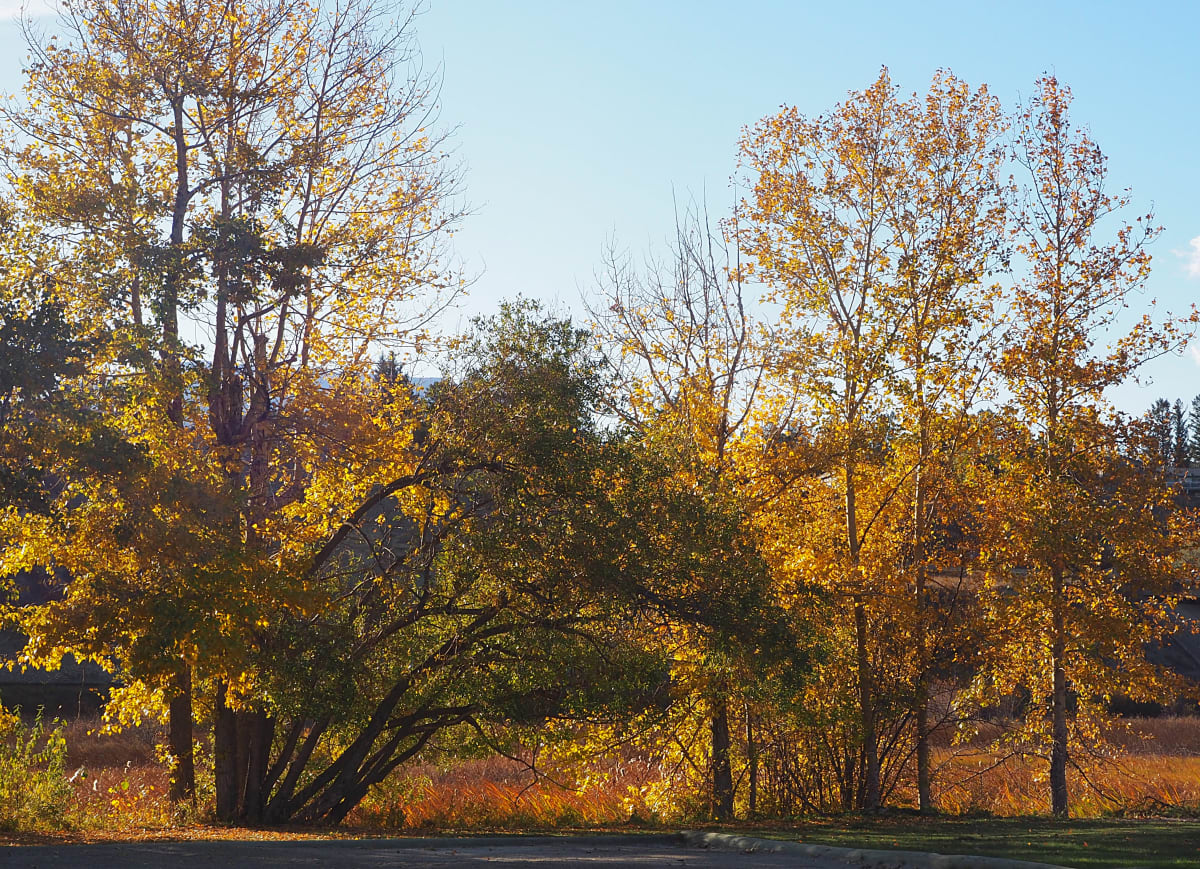 James Chabot park 6 by Carol Gordon 