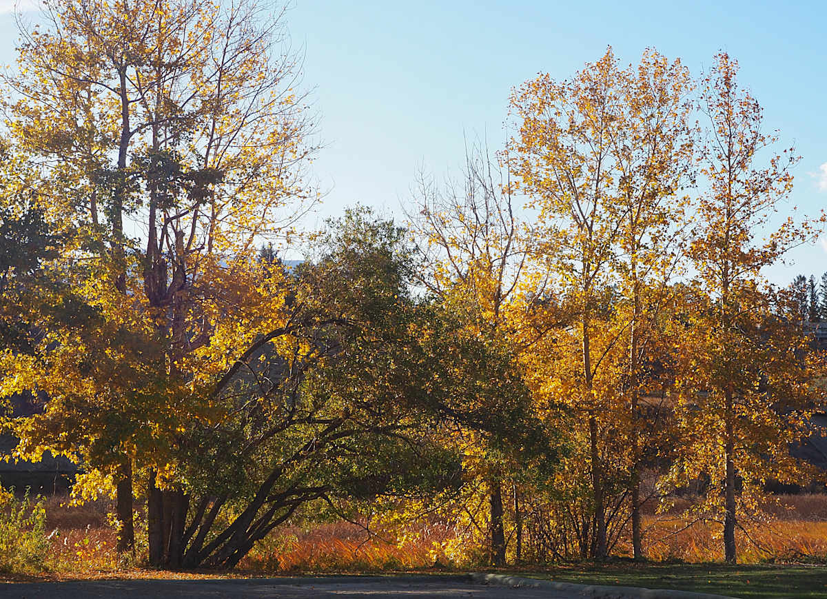 James Chabot park 6 by Carol Gordon, Image 1.