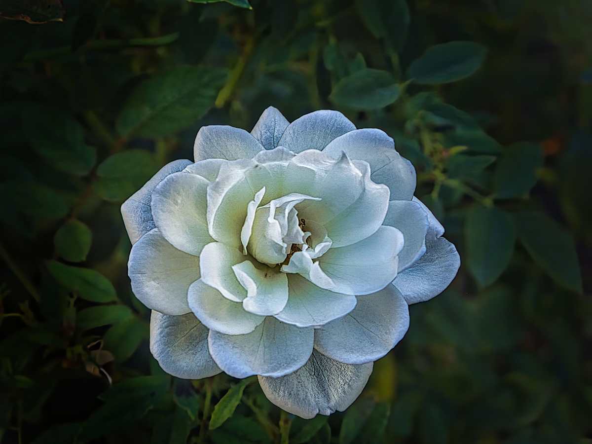 Portrait of a flower #2 by Carol Gordon 