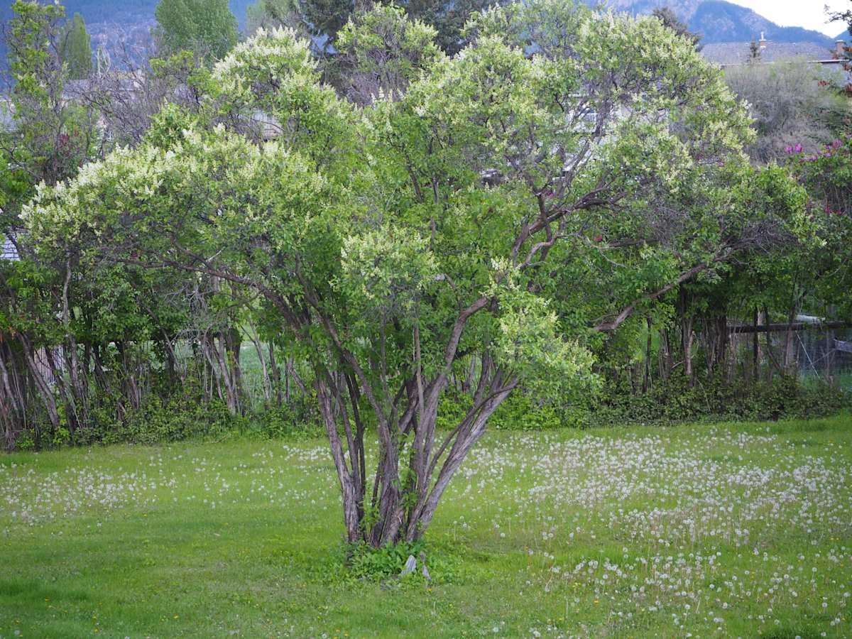 Portrait of a Tree  - Print edition #1