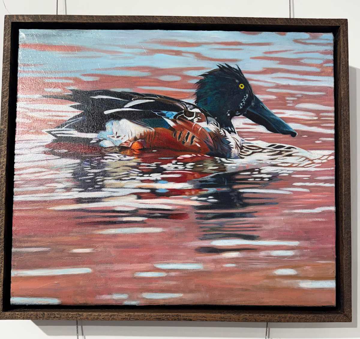 Northern Shoveler by Kelly McNeil, Image 1.