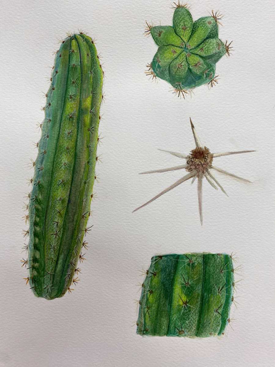 williams, watercolour, 2024, cactus by Bennie Williams 
