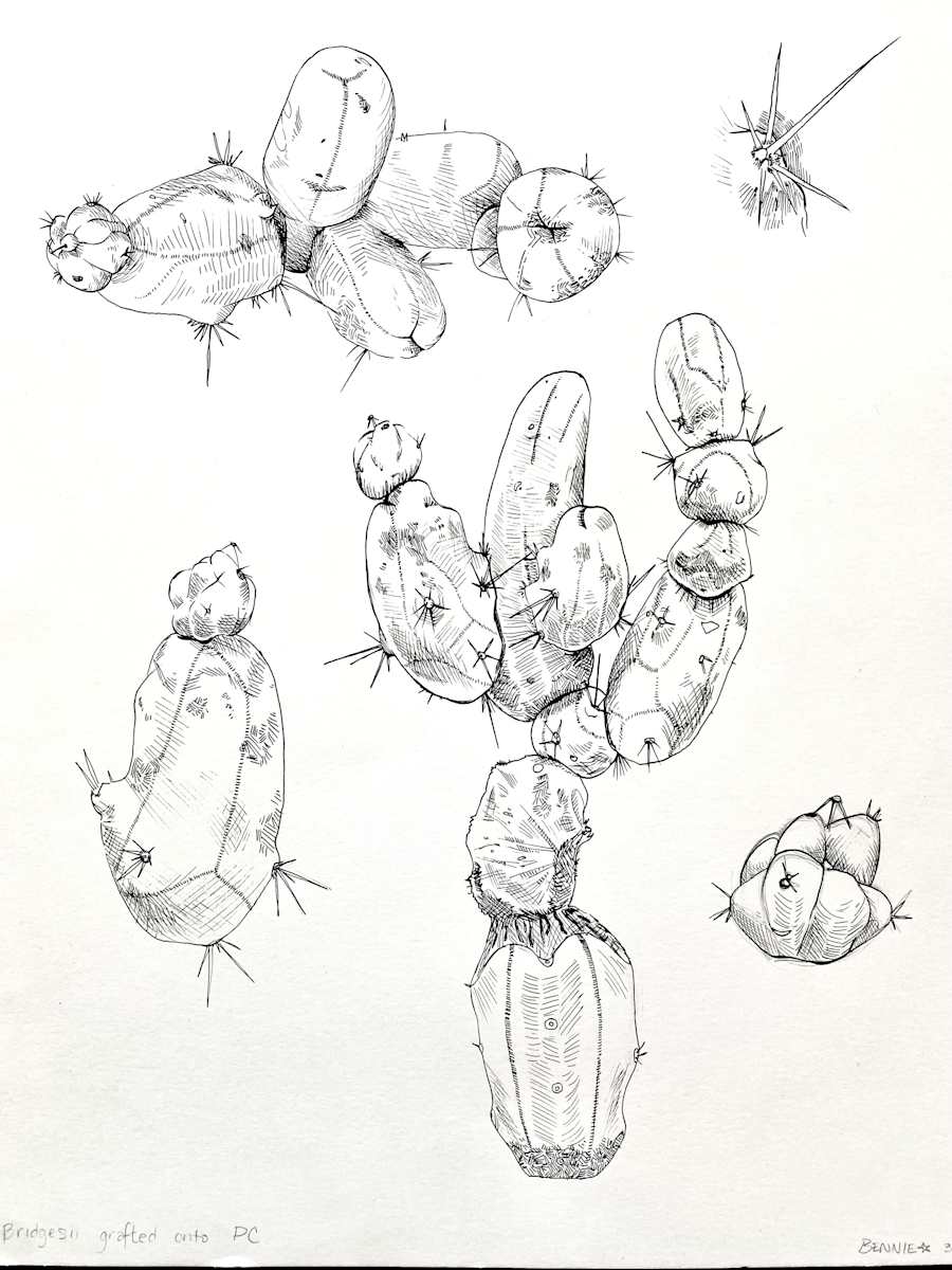 williams, ink, 2024, cactus by Bennie Williams 