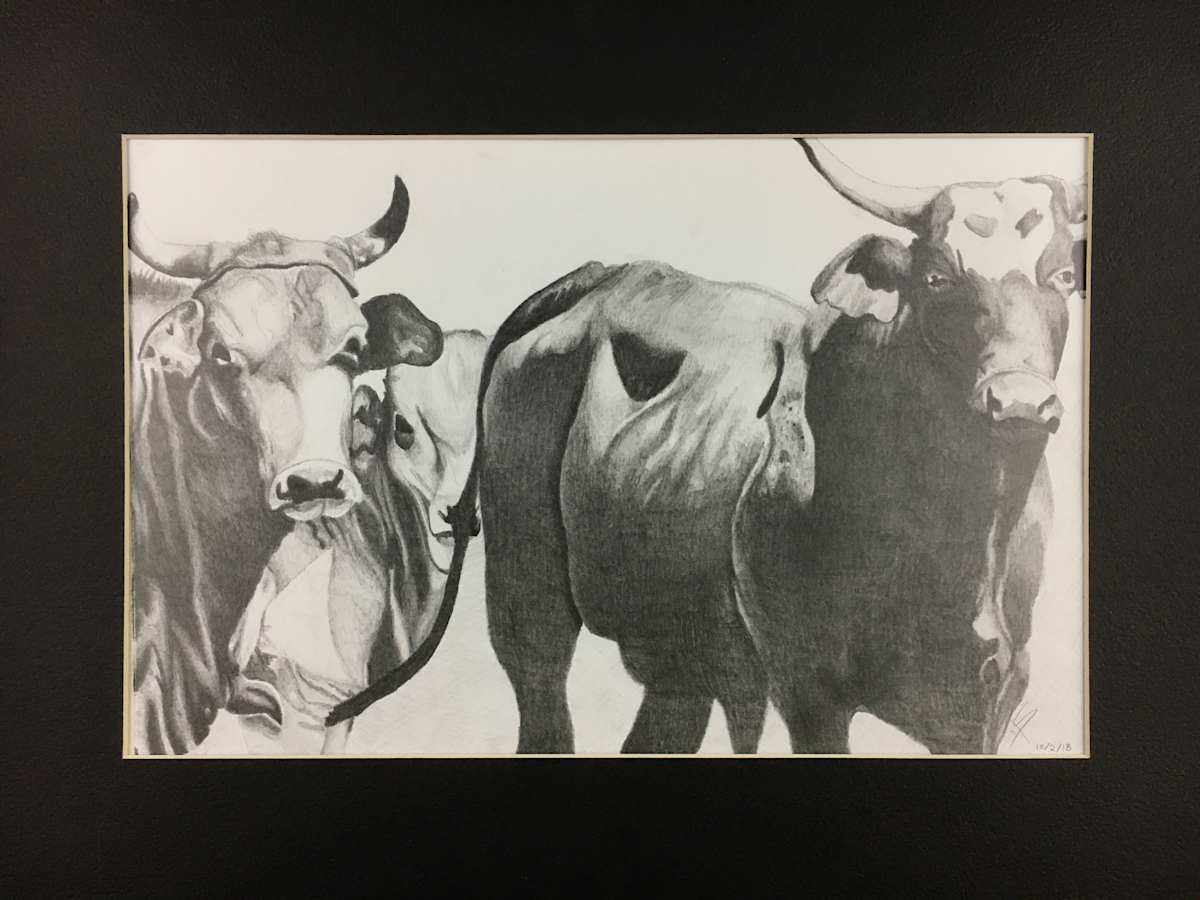 Cows by Kate Seckar 
