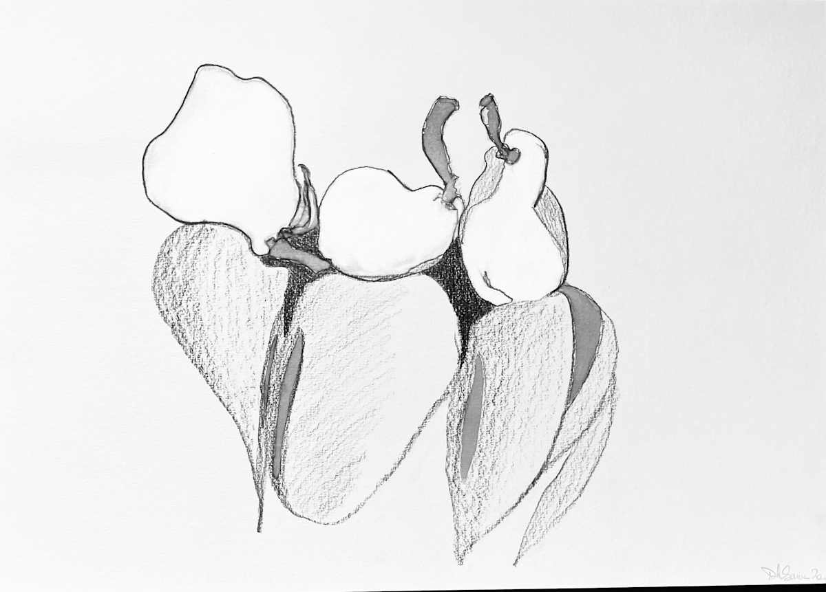 Pear shadows by Danièle Lamarche-Sarvia neo figurativism, figurative expressionism  painter 