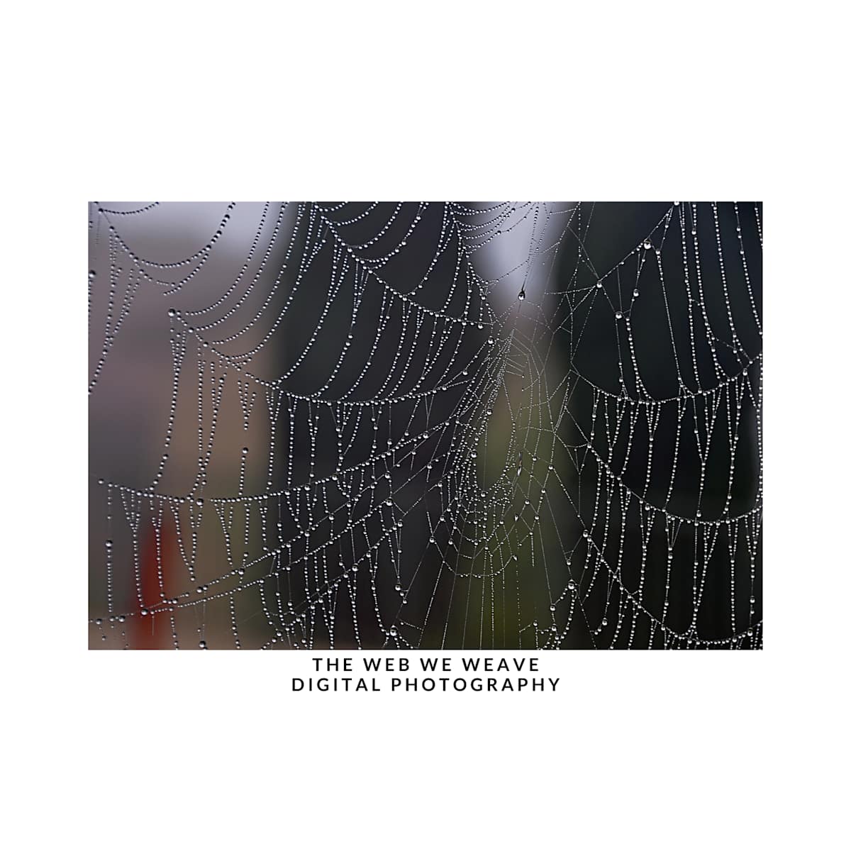 THE WEB WE WEAVE by DeeDee Daniel, Image 5.