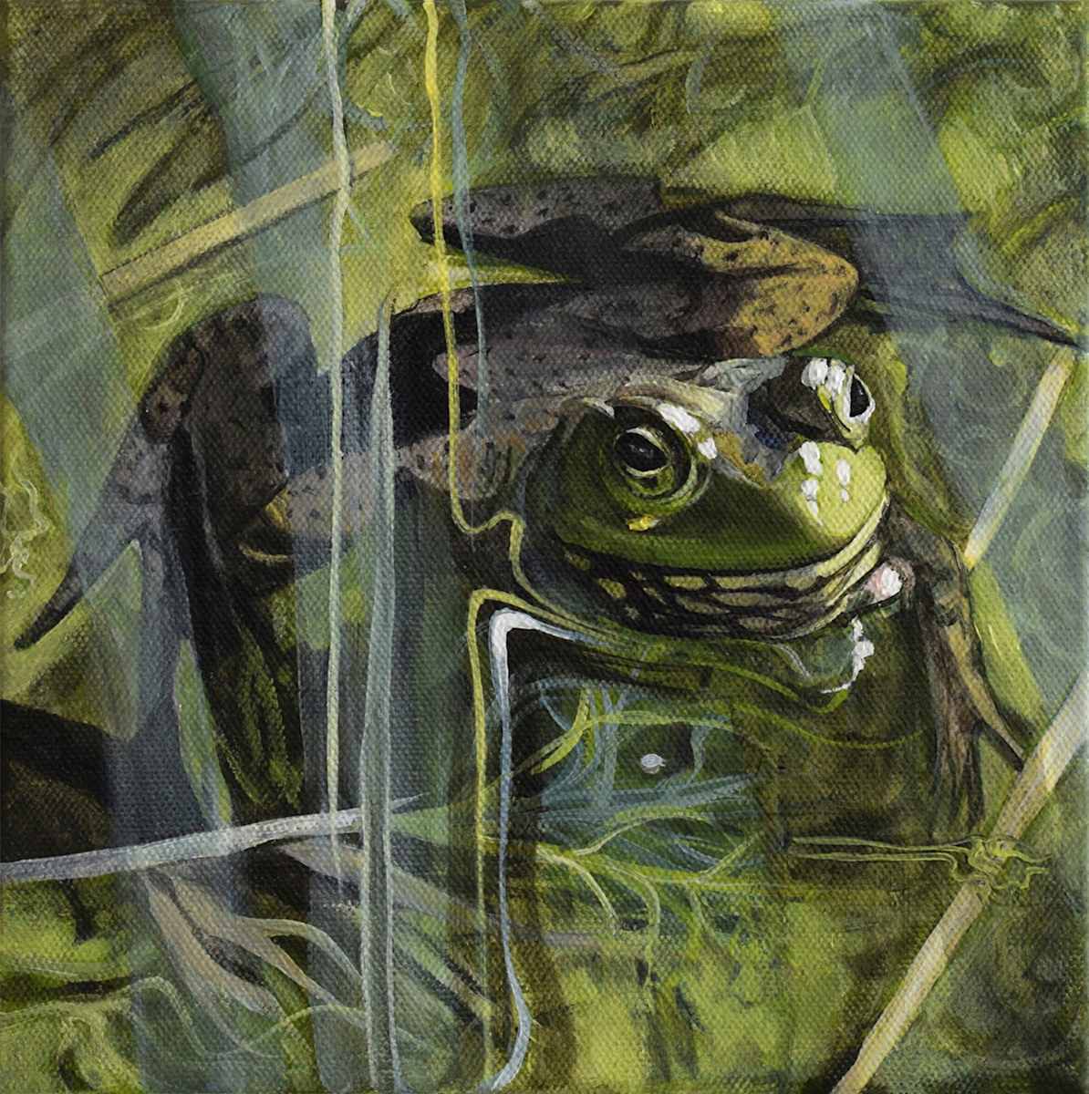 California Bullfrog. by Lynette K Henderson  Image: California Bullfrog.. Acrylic on Canvas, 8"x 8" (2025).