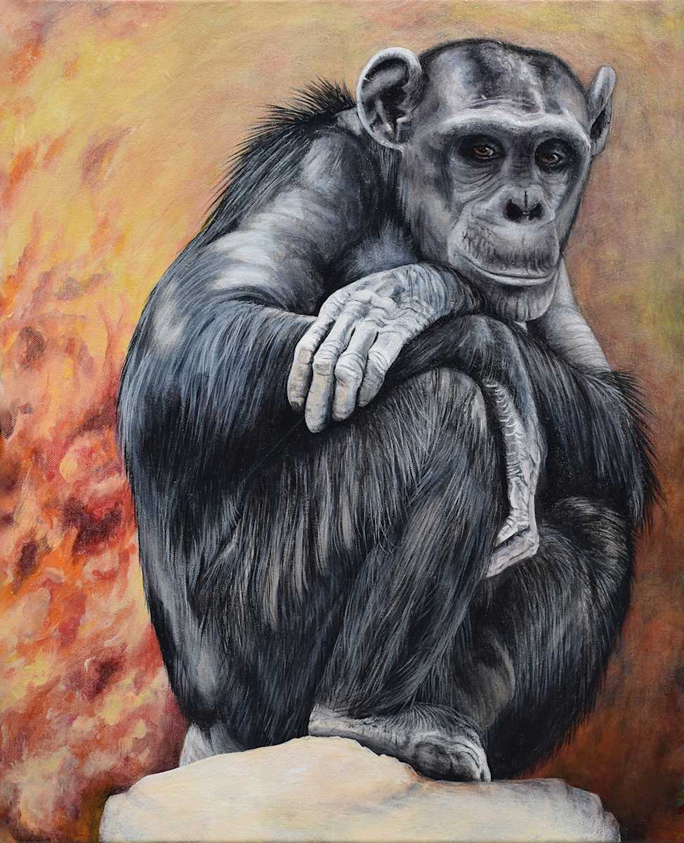 Chimpanzee With Fire by Lynette K Henderson  Image: Portrait of a chimpanzee.