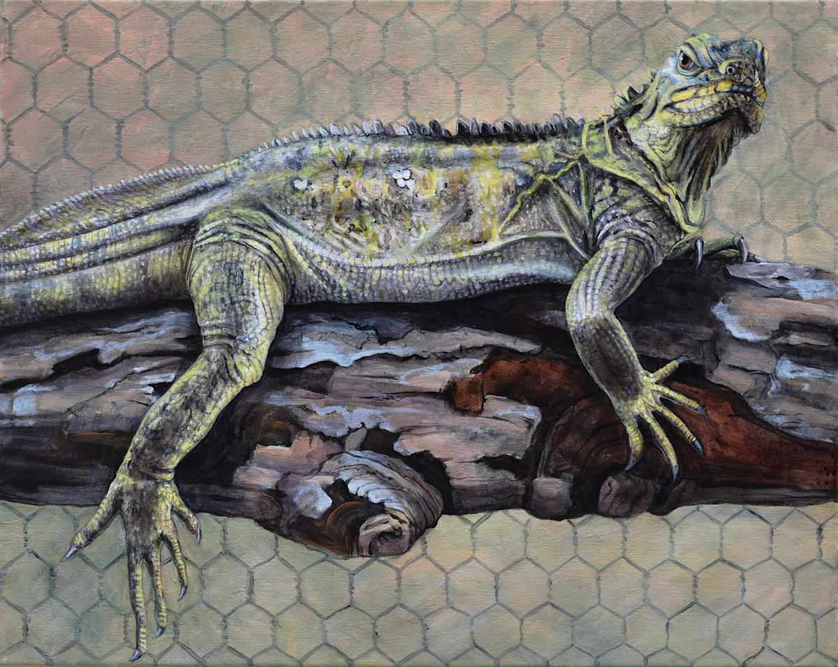 Iguana. by Lynette K Henderson  Image: Iguana. Acrylic on Canvas, 16" x 20" (2023).