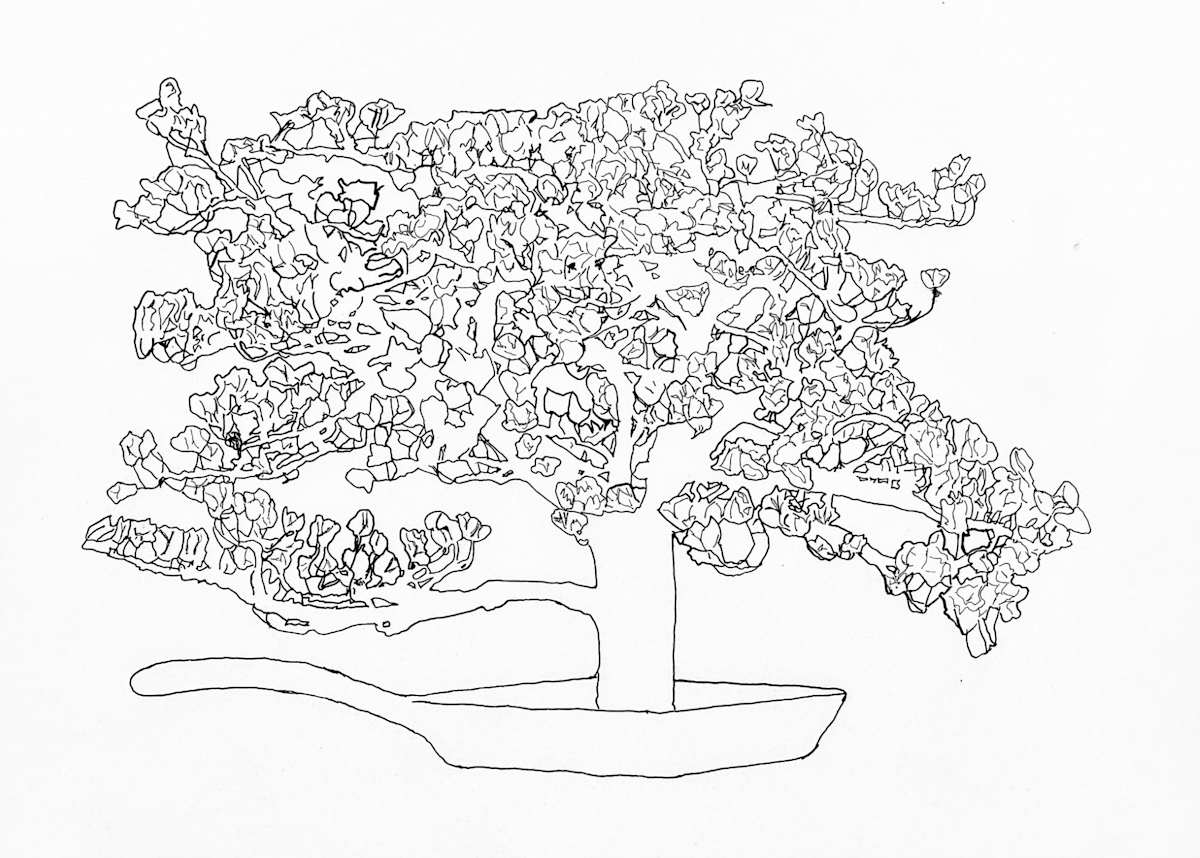 Map of Magnolia Tree by Joanne Steinhardt, Image 1.