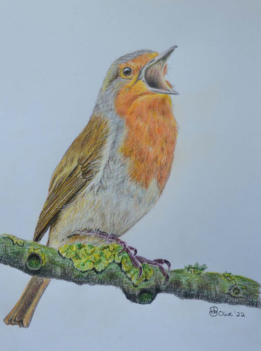 Robin Singing for Joy by Olive Dodd 