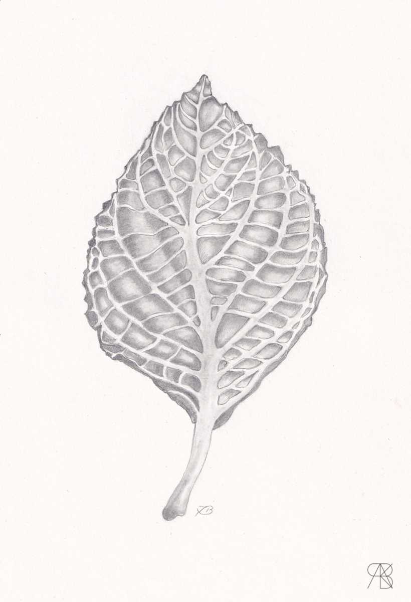 Hydragea leaf by Isabella Burk, Image 2.