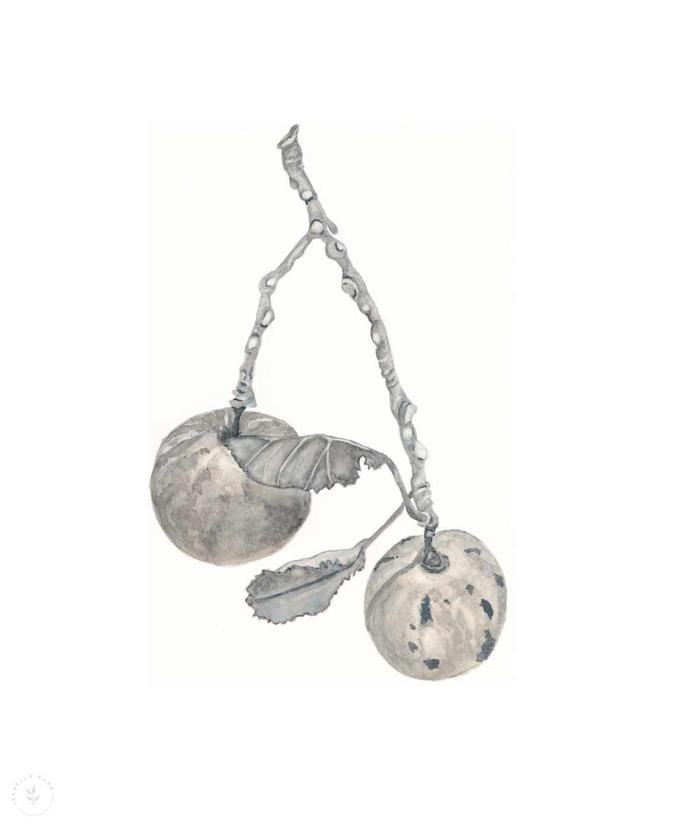 Apples on a twig by Isabella Burk, Image 1.