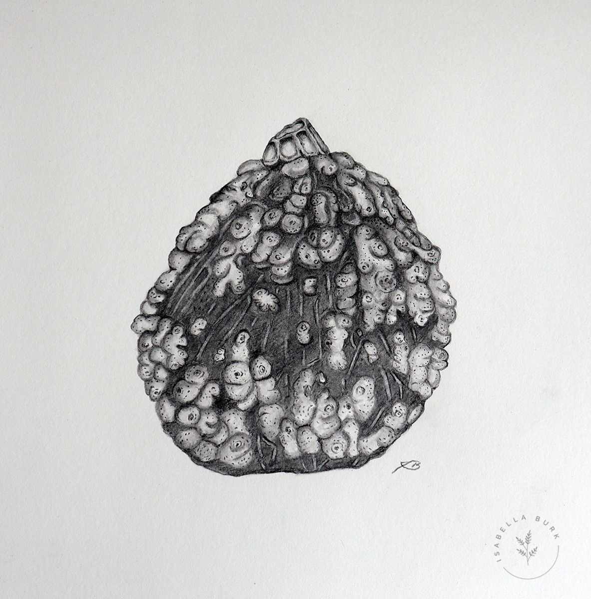 A small pumpkin by Isabella Burk, Image 1.