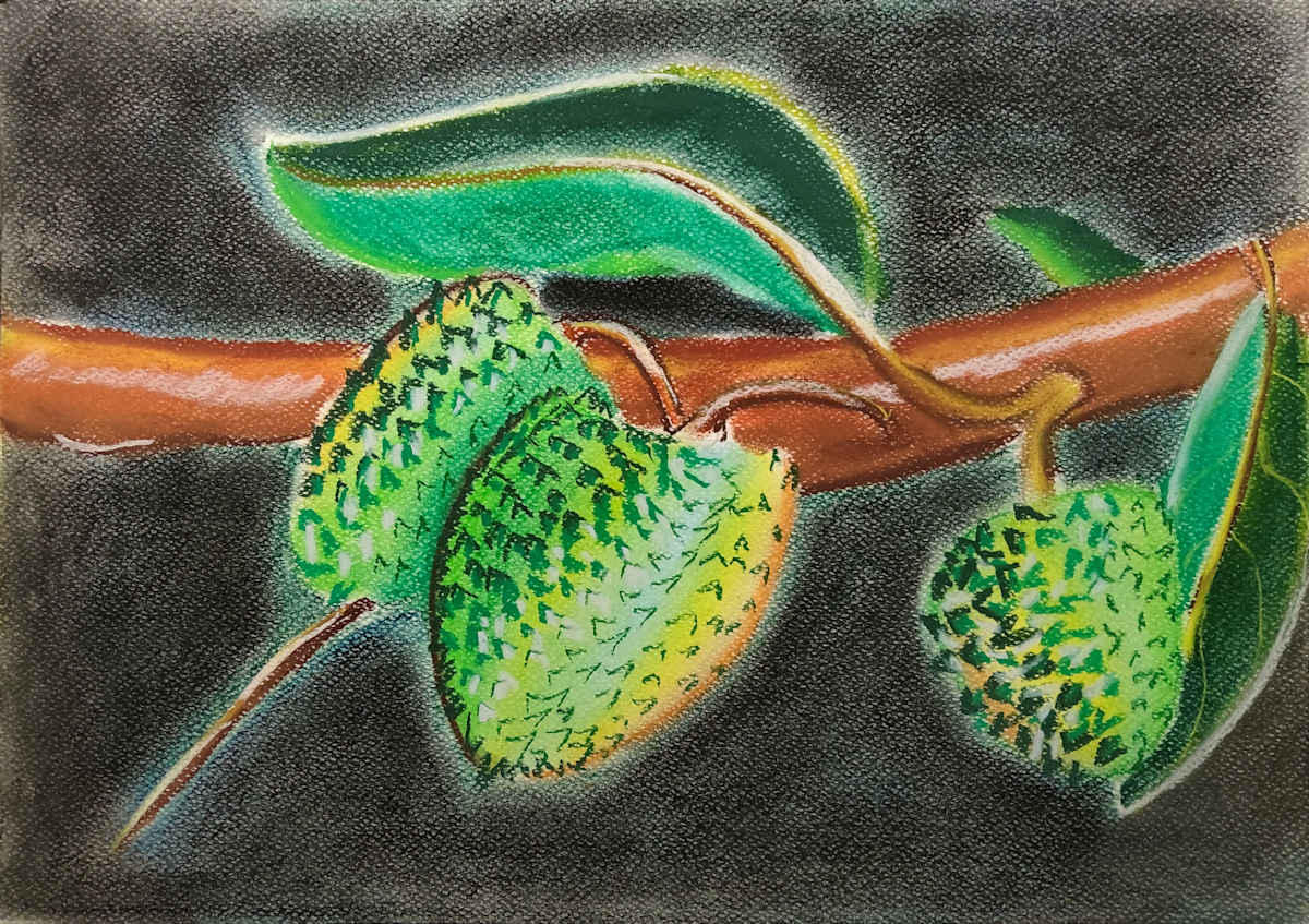 Annona Squanimosa by Paul Riedel 