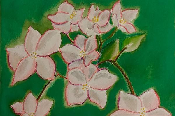 Begonia by Paul Riedel 