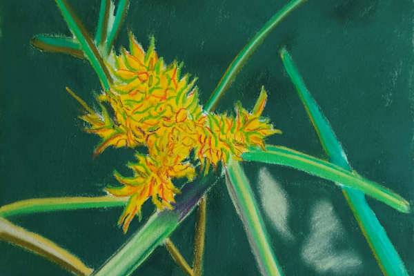 Cyperus Aggregatus by Paul Riedel 
