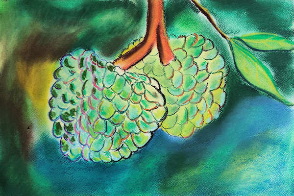 Annona Squanimosa (stillisiert) by Paul Riedel 