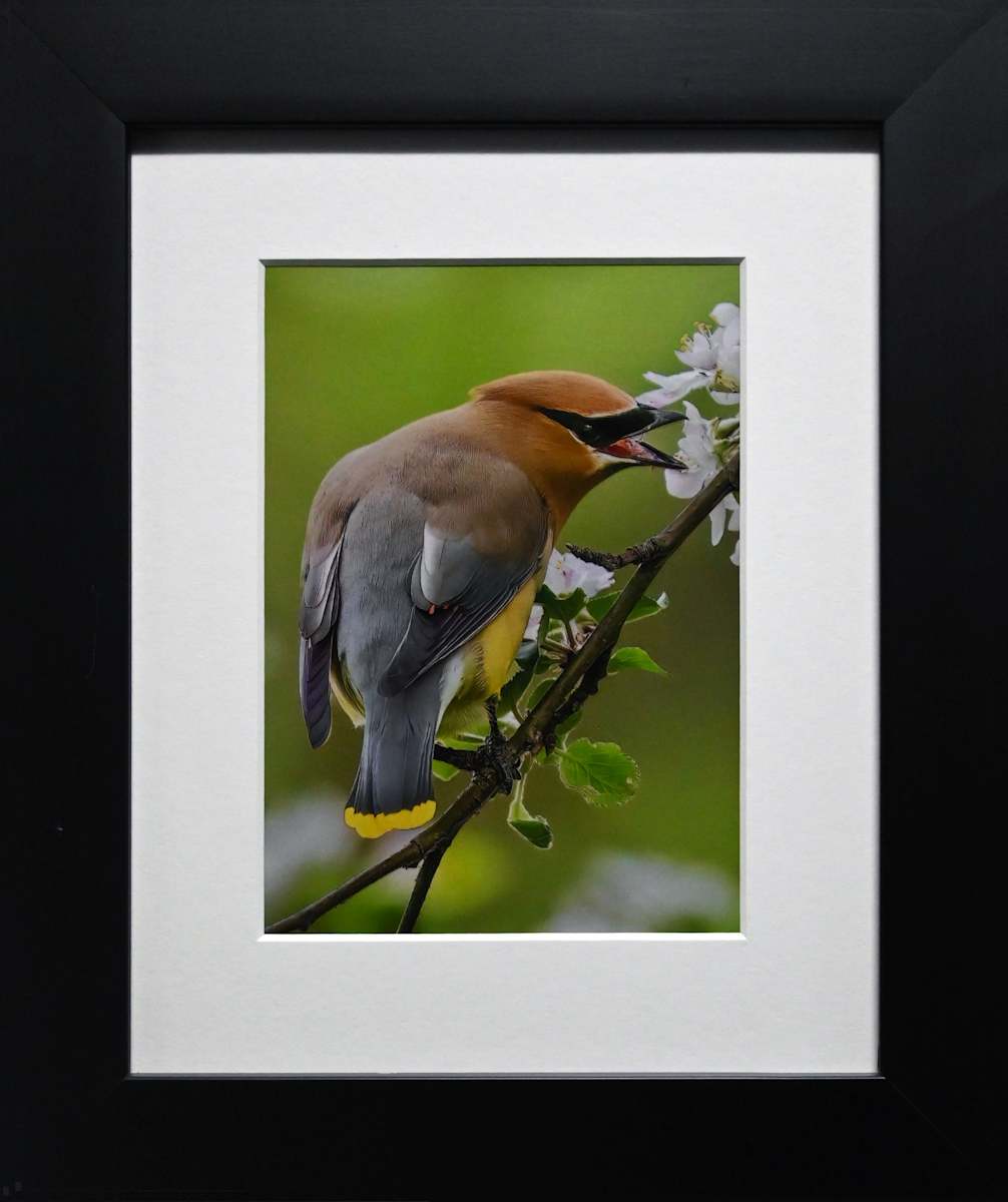 Cedar Waxwing by Darla Graff, Image 1.