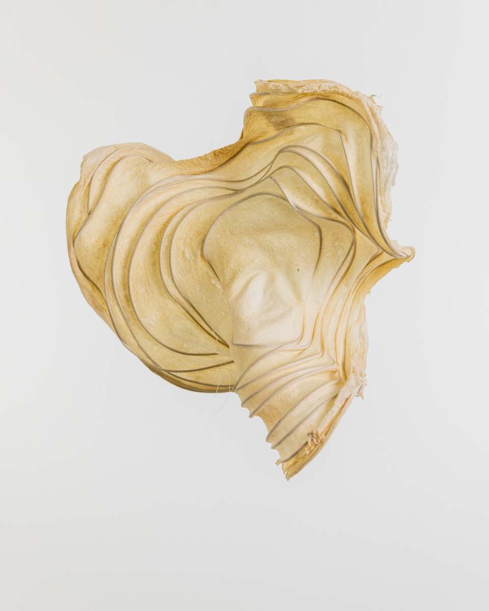 Translucent Spiral VIII by Dave King, Image 3.