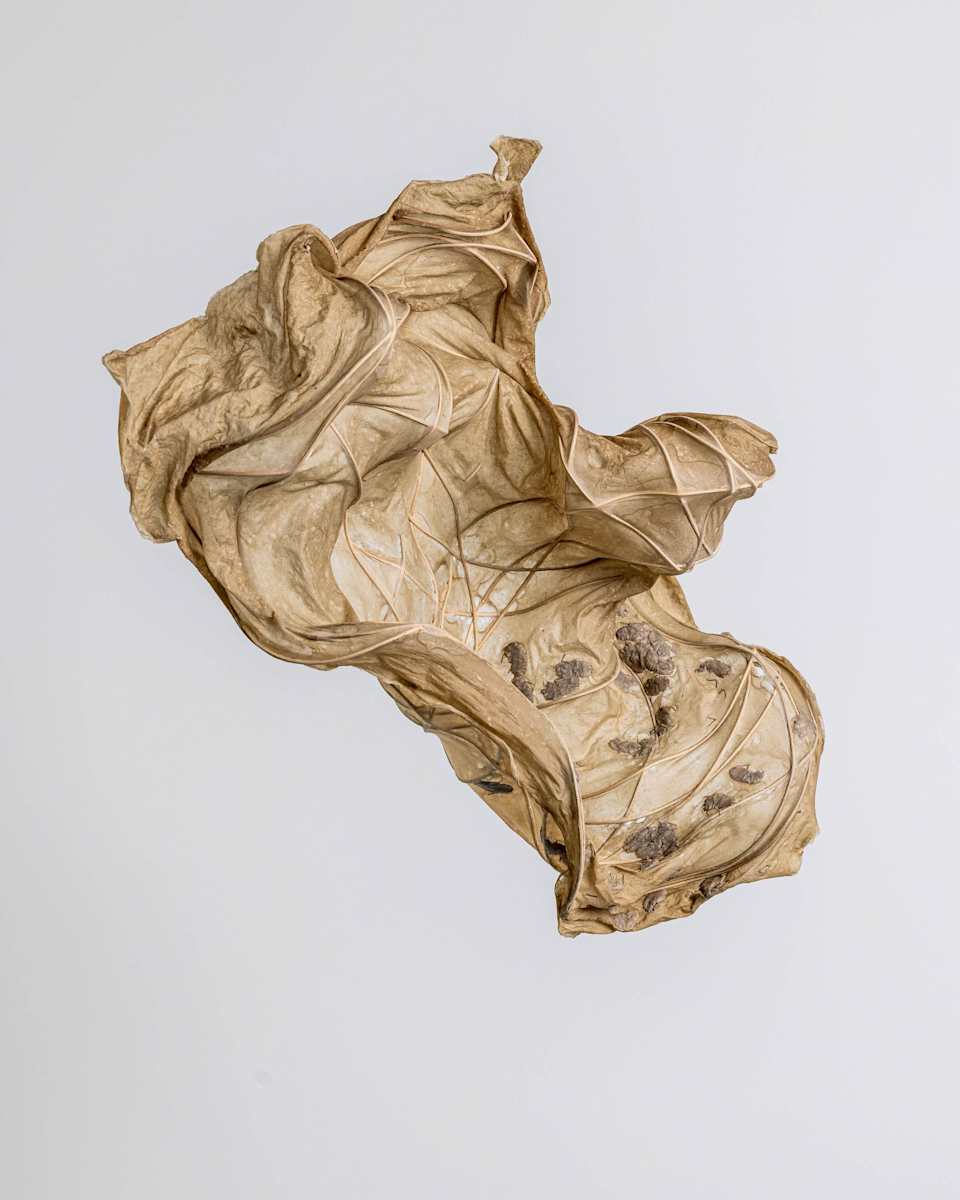 Cased Cicada II by Dave King, Image 3.