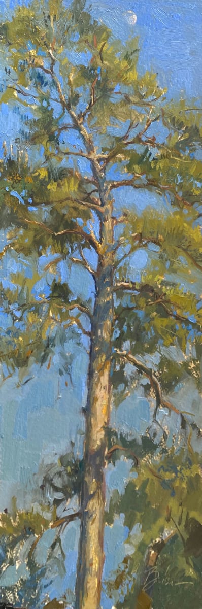 Waxing Moon over Pine by Suzie Baker 