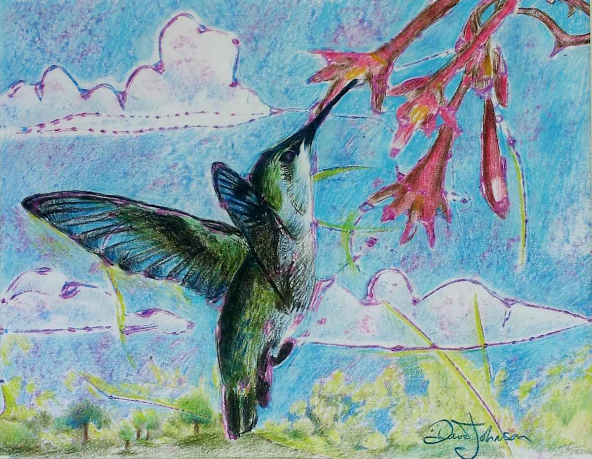 hummingbird by David Heatwole, Image 1.