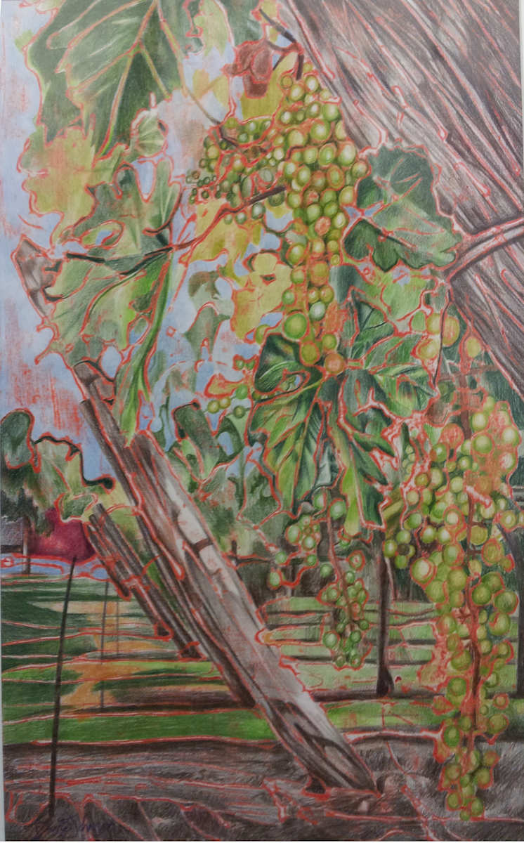 Vineyard by David Heatwole, Image 1.