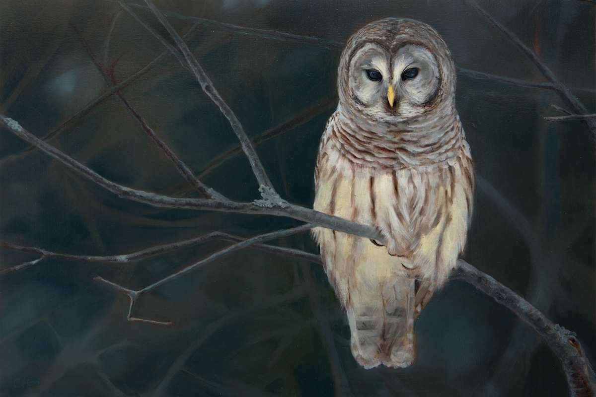 Barred Owl by Cleo Huggins 